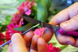 Cutting flowers